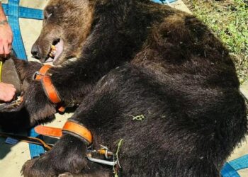 La grave situación del oso rescatado con un complejo dispositivo en Asturias: muy herido pero violento
