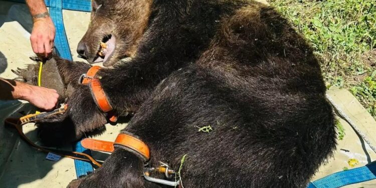 La grave situación del oso rescatado con un complejo dispositivo en Asturias: muy herido pero violento