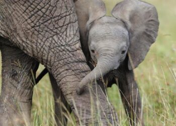 ¿Hacia un planeta sin elefantes? Las tres especies que existen se dirigen hacia la extinción