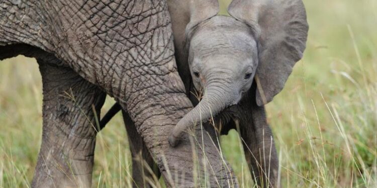 ¿Hacia un planeta sin elefantes? Las tres especies que existen se dirigen hacia la extinción