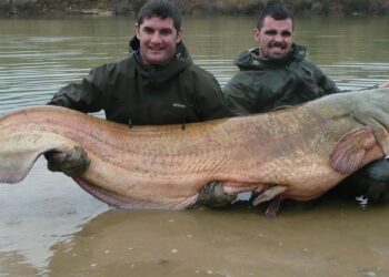 Preocupación entre los pescadores por el avance del siluro por los ríos españoles: ‘Es muy dañino y va a más’