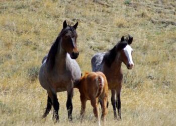 El virus del Nilo se extiende desde Sevilla a Córdoba, Cádiz y Huelva con nueve nuevos casos