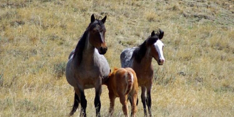El virus del Nilo se extiende desde Sevilla a Córdoba, Cádiz y Huelva con nueve nuevos casos