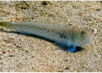 Alerta por el pez araña: qué es y las playas en las que es más probable sufrir su picadura