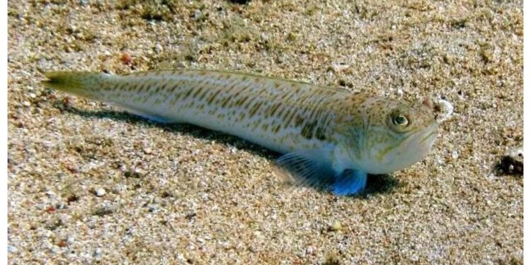 Alerta por el pez araña: qué es y las playas en las que es más probable sufrir su picadura