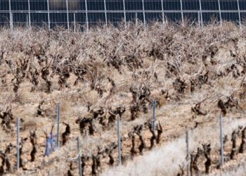 Las fotovoltaicas disparan el precio del terreno agrícola: ‘A 2.000 euros la hectárea, la agricultura se va al garete’