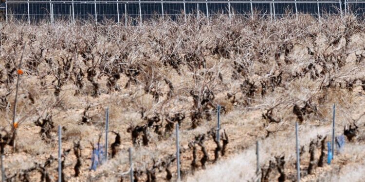Las fotovoltaicas disparan el precio del terreno agrícola: ‘A 2.000 euros la hectárea, la agricultura se va al garete’