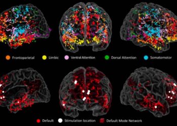 Revelan la red neuronal que gestiona la creatividad en el cerebro