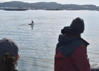 ‘La caza del atún rojo explica el comportamiento de las orcas’