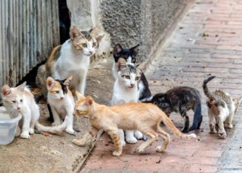 La loca de los gatos