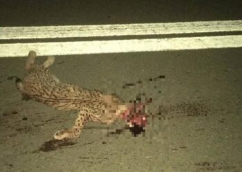 Verano negro para el lince ibérico: mueren arrolladas dos hembras en quince días