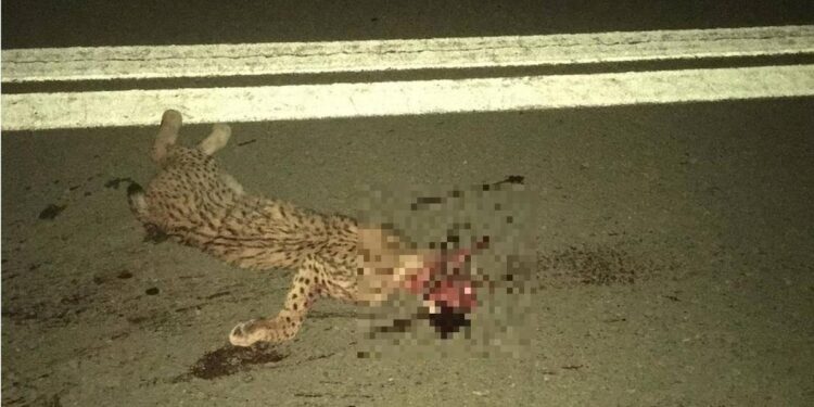 Verano negro para el lince ibérico: mueren arrolladas dos hembras en quince días