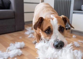 Prohibido animales: solo el 17% de los pisos en alquiler en Madrid admiten mascotas