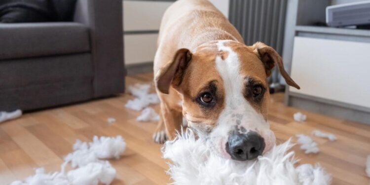 Prohibido animales: solo el 17% de los pisos en alquiler en Madrid admiten mascotas