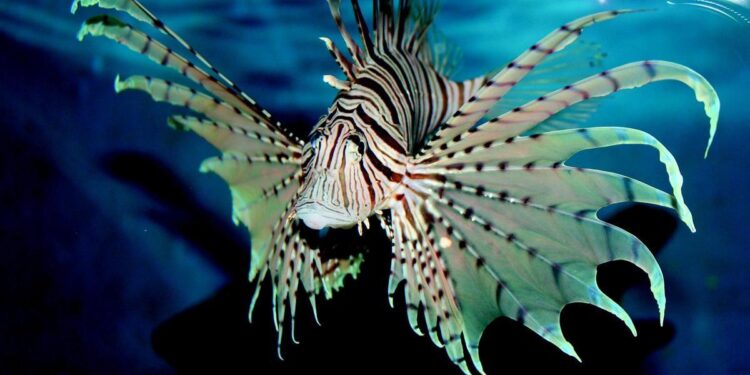 El invasor pez león se extiende imparable por el Mediterráneo