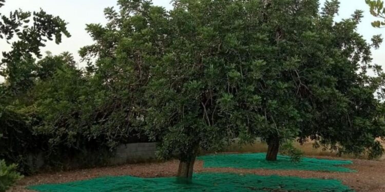 Agricultura en Ibiza: el fuerte calor y la extrema sequía adelantan la cosecha de la algarroba