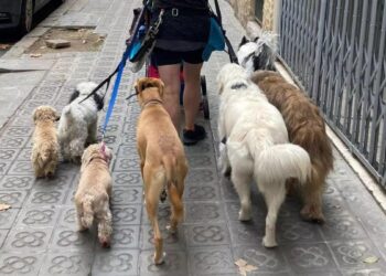 Nuevos detalles sobre el futuro curso para tener un perro: de cuatro horas, ‘online’ y con examen final