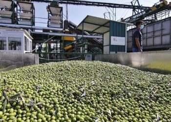 La cosecha de aceite de oliva remonta tras dos años de sequía y hace augurar por fin una moderación de los precios