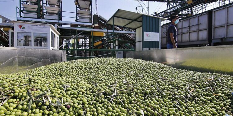 La cosecha de aceite de oliva remonta tras dos años de sequía y hace augurar por fin una moderación de los precios