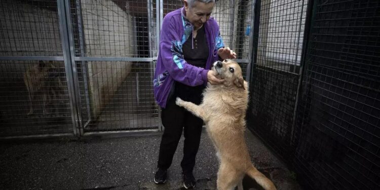 El Gobierno impulsa un plan contra el abandono de animales, que fomentará el uso de ‘microchips’ y la adopciones