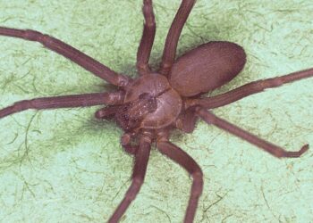 Telarañas en Madrid: ¿es la araña violinista la culpable del miedo?