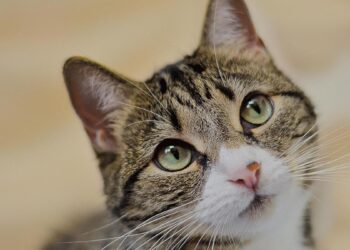 Los gatos también se deprimen