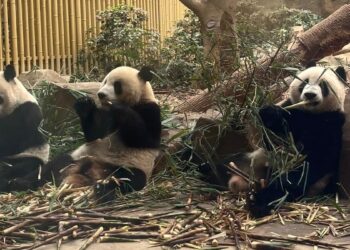Los pandas gigantes de Chengdú: embajadores de la amistad en China