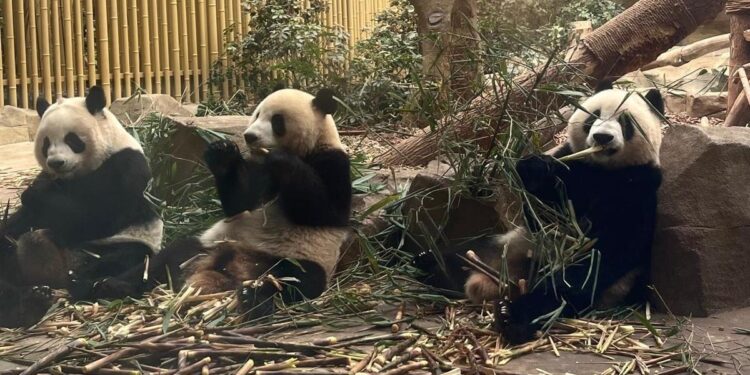 Los pandas gigantes de Chengdú: embajadores de la amistad en China