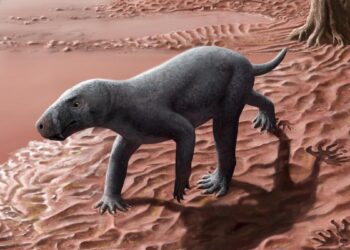 Hallazgo histórico en Mallorca: el ‘dientes de sable’ más antiguo del mundo es de la Sierra de Tramontana y tiene 270 millones de años