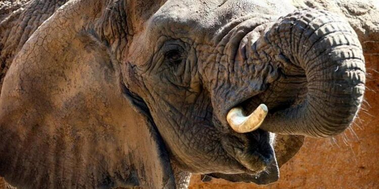 Muere Yoyo, la elefanta más longeva del mundo, en el Zoo de Barcelona