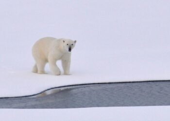 Un tercio del Ártico se convierte en emisor de carbono