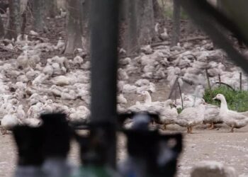 ¿Qué es la gripe aviar que ya ha causado la muerte de una persona en EEUU?