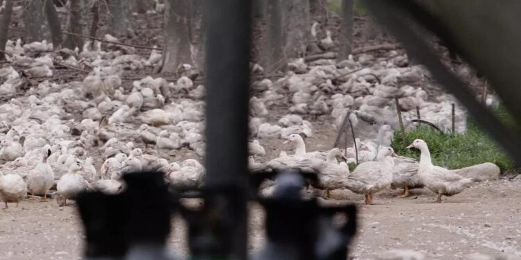 ¿Qué es la gripe aviar que ya ha causado la muerte de una persona en EEUU?