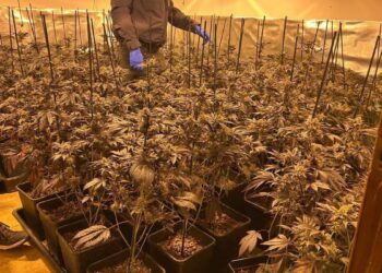 Cataluña se convierte en el ‘jardín de la marihuana’ de Europa