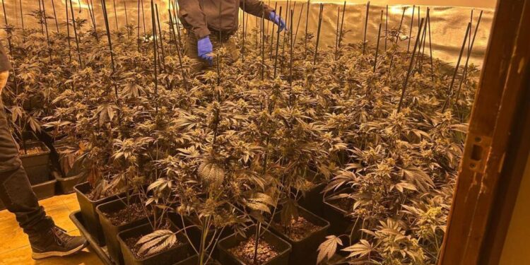 Cataluña se convierte en el ‘jardín de la marihuana’ de Europa