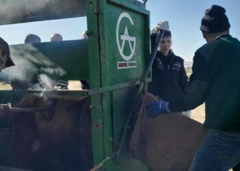 Bautismo a fuego: el nacimiento de la identidad brava