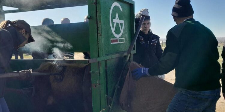 Bautismo a fuego: el nacimiento de la identidad brava