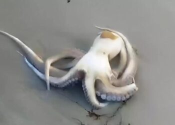 ¿Por qué ha aparecido una playa de Galicia llena de pulpos?