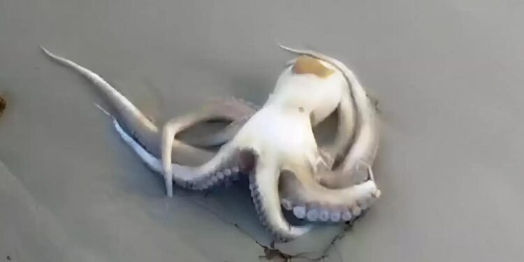 ¿Por qué ha aparecido una playa de Galicia llena de pulpos?