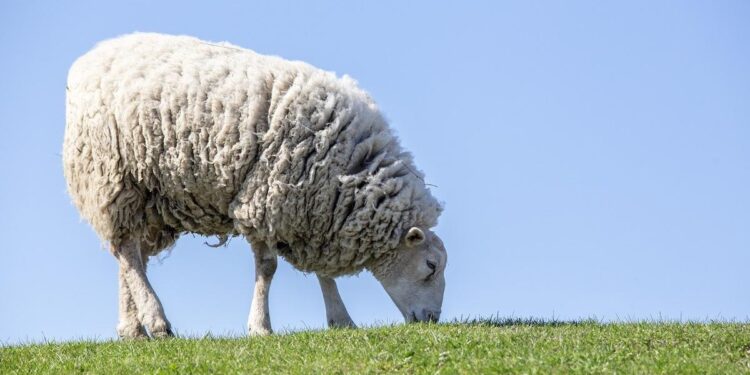 ¿Por qué hay gente que recuerda sus sueños con todo lujo de detalles y otros que nunca recuerdan nada?