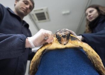 Un día en el ‘hospital de tortugas’ de Barcelona: ‘Llegan ejemplares malheridos que escupen desde tapones hasta vasos de plástico’