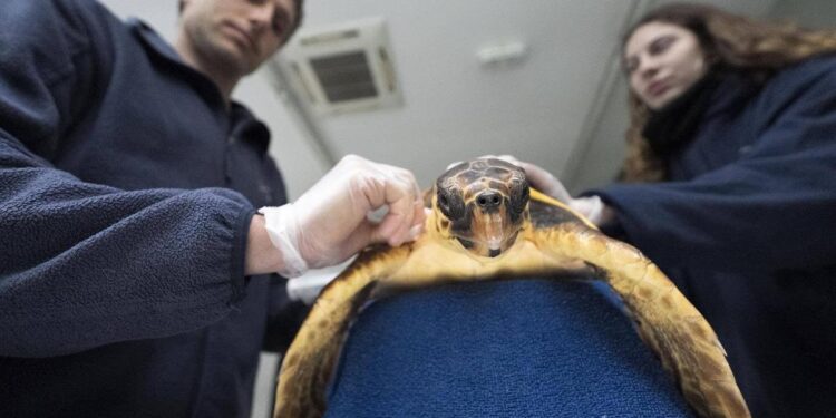 Un día en el ‘hospital de tortugas’ de Barcelona: ‘Llegan ejemplares malheridos que escupen desde tapones hasta vasos de plástico’