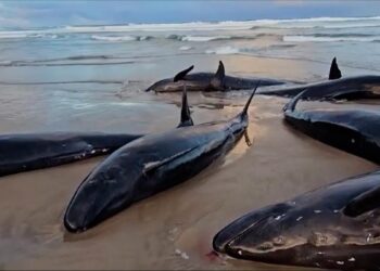 Más de 150 ballenas quedan varadas en una remota playa de Australia