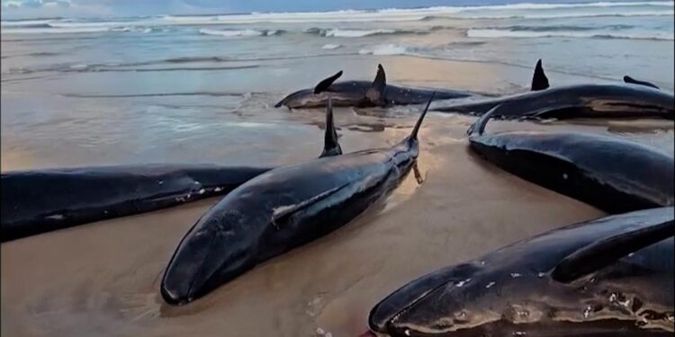 Más de 150 ballenas quedan varadas en una remota playa de Australia