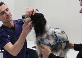 Sobrecarga de trabajo hasta en los hospitales de mascotas que abren 24 horas: ‘Hay dificultad para dar una cita pronto’
