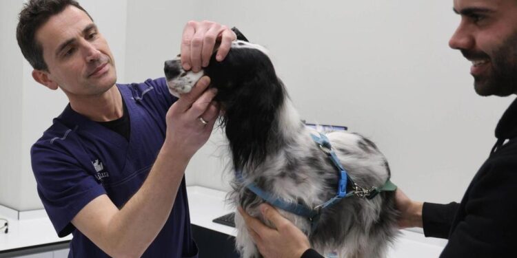 Sobrecarga de trabajo hasta en los hospitales de mascotas que abren 24 horas: ‘Hay dificultad para dar una cita pronto’