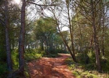 Un estudio revela que la sequía y los patógenos exóticos amenazan la regeneración de los bosques mediterráneos
