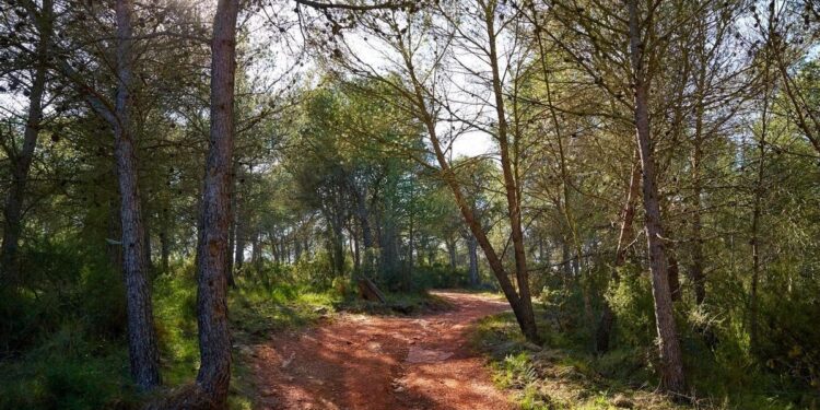 Un estudio revela que la sequía y los patógenos exóticos amenazan la regeneración de los bosques mediterráneos