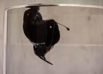 La teoría sobre las últimas horas de la pez diablo encontrada en la costa de Tenerife: arrastrada a la superficie por una fuerte corriente