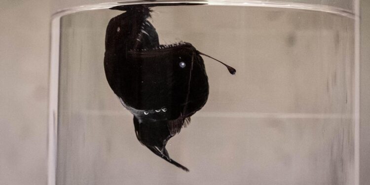 La teoría sobre las últimas horas de la pez diablo encontrada en la costa de Tenerife: arrastrada a la superficie por una fuerte corriente